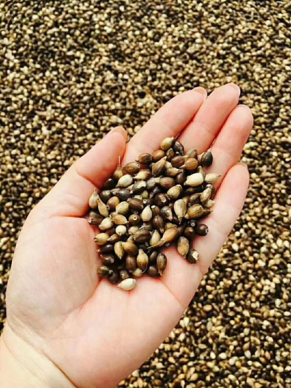 服藥期間可以飲用“懷府薏康堂”系列茶飲嗎？